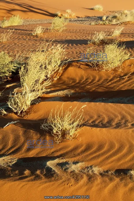 : Dry grasses and sand pattern : Dry grasses and sand pattern