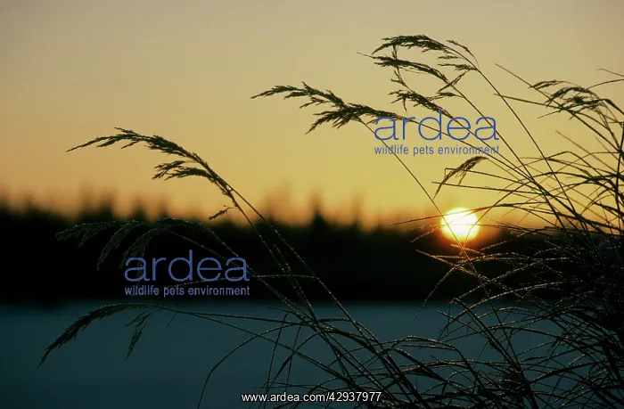 : Dry grasses in sunrise over frozen river Hudosey : Dry grasses in sunrise over frozen river Hudosey