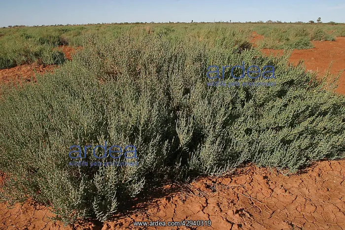 : Dry lakebed Succulent - This species flourishes : Dry lakebed Succulent - This species flourishes