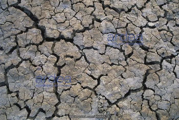 : Dry Mud. Relentless sun bakes every bit of moisture : Dry Mud. Relentless sun bakes every bit of moisture
