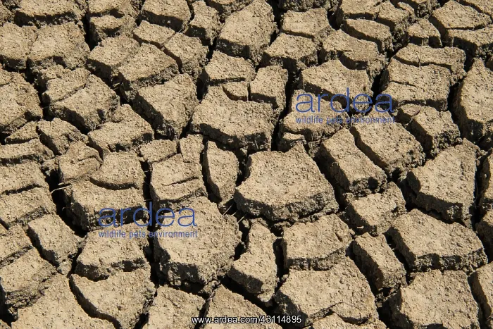 : Dry mudflat, torn up mudflat bottom, Wadden Sea : Dry mudflat, torn up mudflat bottom, Wadden Sea