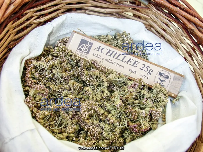 : Dry plant (Achillea millefolium) for infusion with : Dry plant (Achillea millefolium) for infusion with