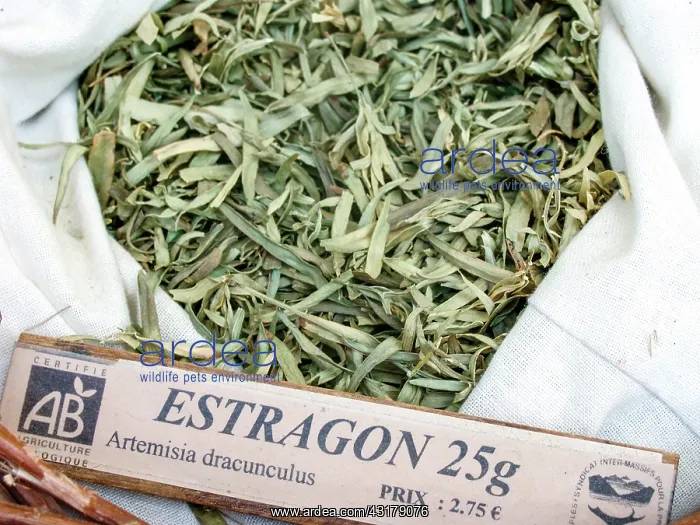 : Dry plant (Artemisia dracunculus) for infusion with : Dry plant (Artemisia dracunculus) for infusion with