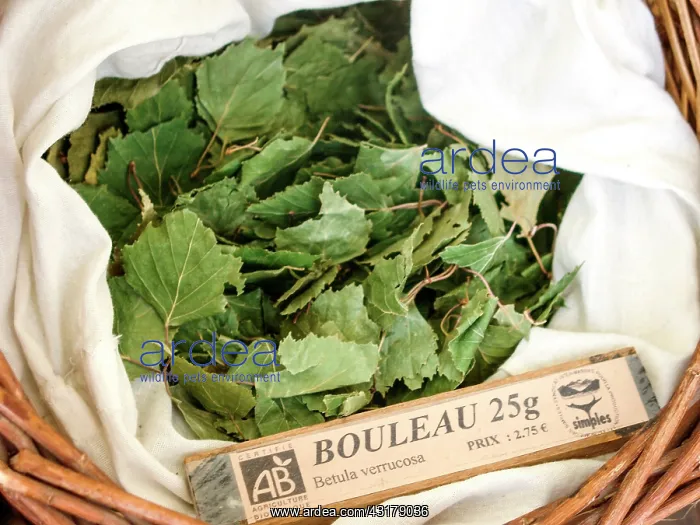  : Dry plant (Betula verrucosa) for infusion with its