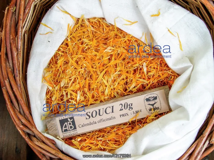 : Dry plant (Calendula officinalis) for infusion with : Dry plant (Calendula officinalis) for infusion with