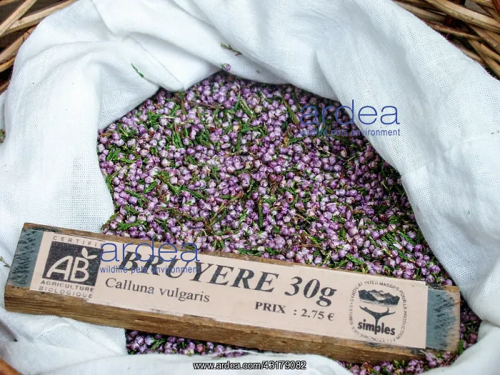 : Dry plant (Calluna vulgaris) for infusion with its : Dry plant (Calluna vulgaris) for infusion with its