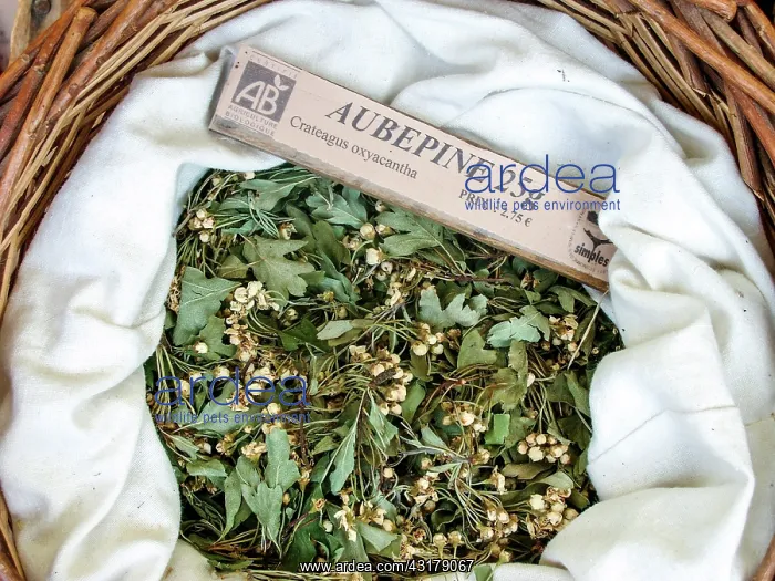 : Dry plant (Crataegus oxyacantha) for infusion with : Dry plant (Crataegus oxyacantha) for infusion with