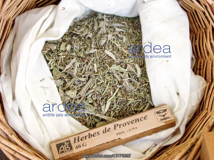 : Dry plant (Herb) for infusion with its name in a : Dry plant (Herb) for infusion with its name in a