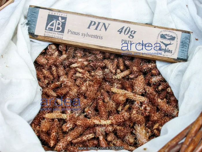 : Dry plant (Pinus sylvestris) for infusion with its : Dry plant (Pinus sylvestris) for infusion with its