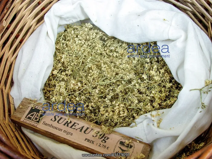 : Dry plant (Sambucus nigra) for infusion with its : Dry plant (Sambucus nigra) for infusion with its