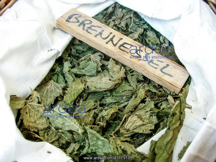 : Dry plant (Urtica) for infusion with its name in : Dry plant (Urtica) for infusion with its name in
