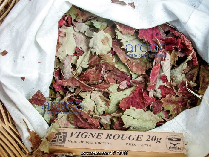 : Dry plant (Vitis vinifera tinctoria) for infusion : Dry plant (Vitis vinifera tinctoria) for infusion