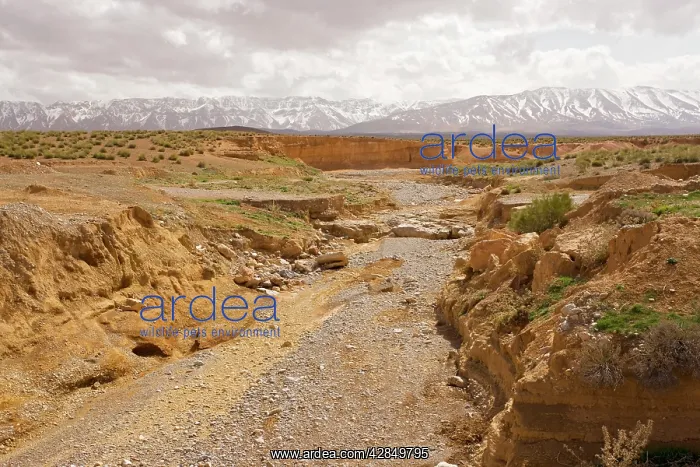 : Dry river on the Zeida plain : Dry river on the Zeida plain