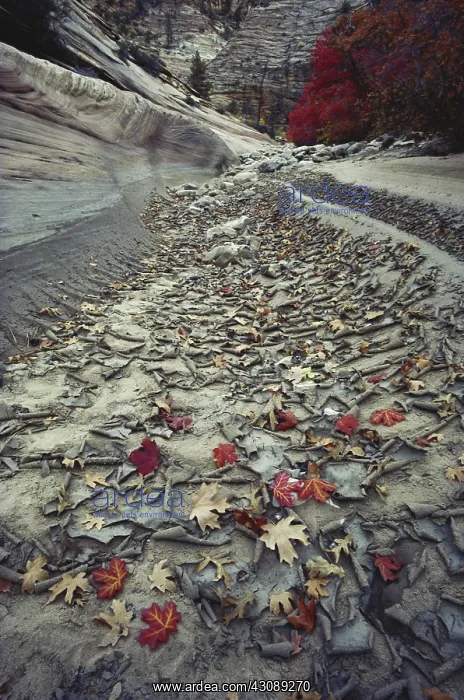: Dry River in Zion NP : Dry River in Zion NP