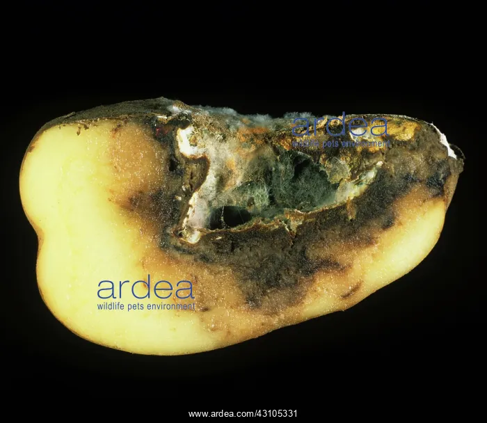 : Dry rot mycelium and cavity : Dry rot mycelium and cavity