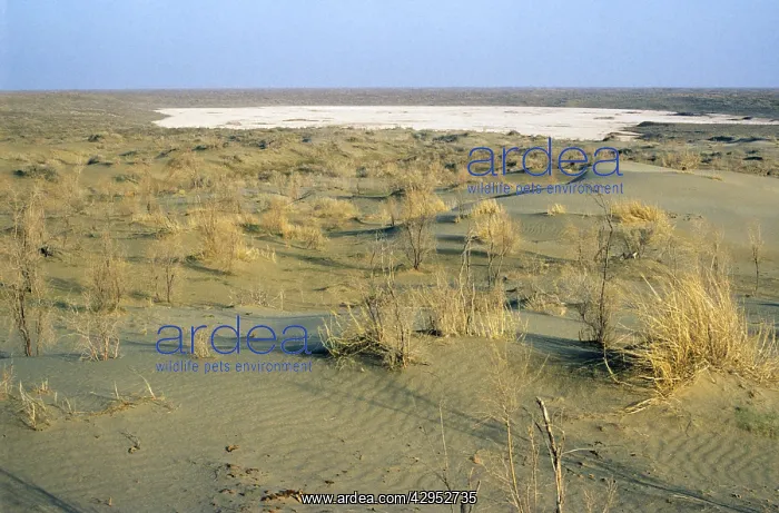 : Dry salt marsh - surrounded by sand dunes - a typical : Dry salt marsh - surrounded by sand dunes - a typical