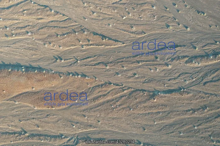 : Dry streams after years of drought grown with hardy petal bu : Dry streams after years of drought grown with hardy petal bu