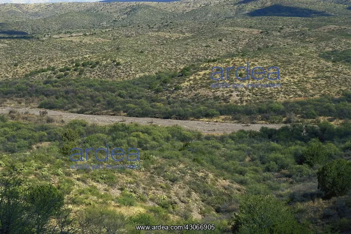 : Dry Wash in Arizona : Dry Wash in Arizona