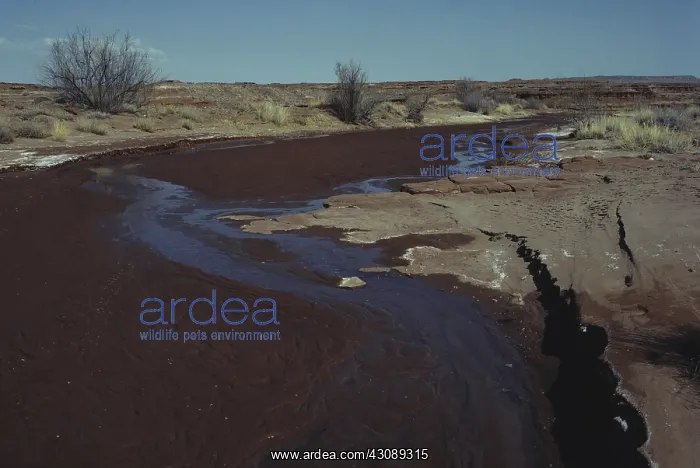 : Dry Wash in Arizona : Dry Wash in Arizona