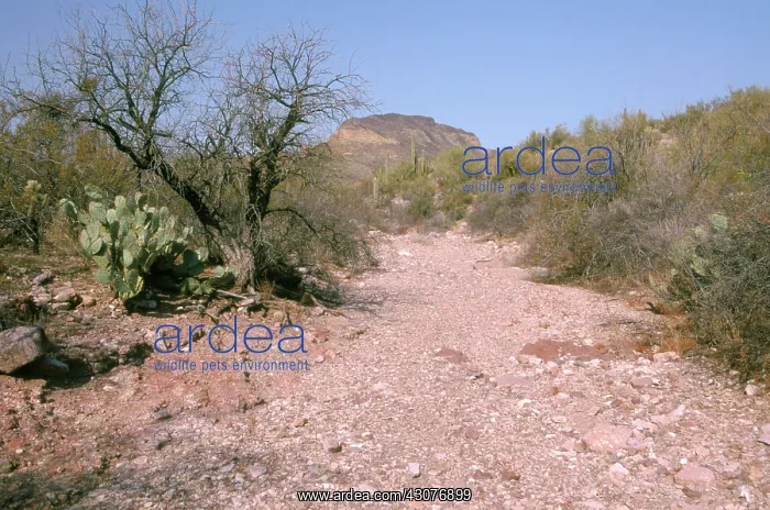 : Dry wash, Organ Pipe National Monument : Dry wash, Organ Pipe National Monument