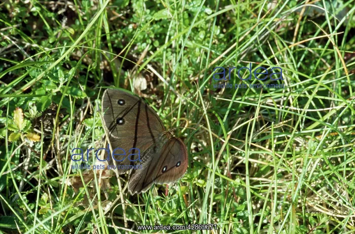 : Dryad BUTTERFLY : Dryad BUTTERFLY