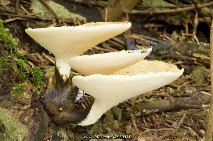 : Dryad's Saddle - growing on sycamore stump : Dryad's Saddle - growing on sycamore stump