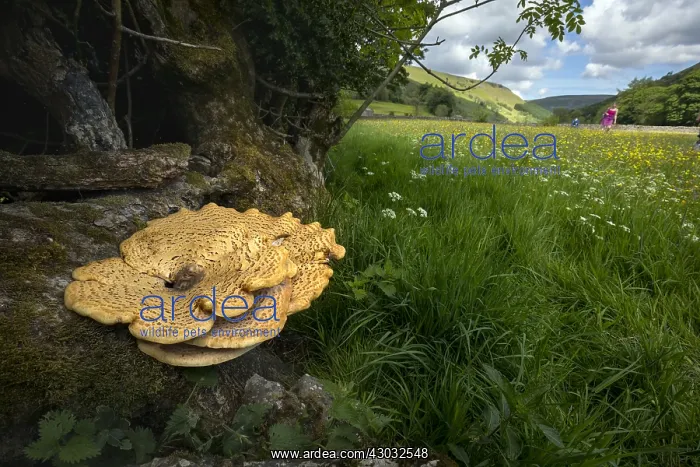 : Dryad's Saddle - Muker Meadow - Swaledale - Yorkshire : Dryad's Saddle - Muker Meadow - Swaledale - Yorkshire
