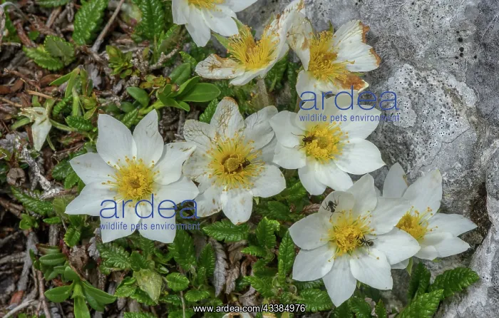 : Dryas octopetala, mountain avens, in flower on h : Dryas octopetala, mountain avens, in flower on h