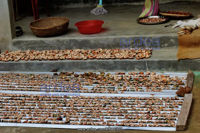 : Drying Areca nut or Betel nut : Drying Areca nut or Betel nut
