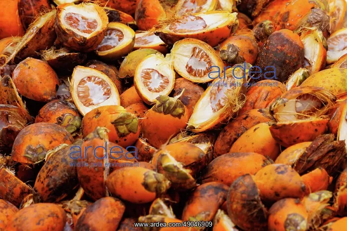 : Drying Areca nut or Betel nut : Drying Areca nut or Betel nut