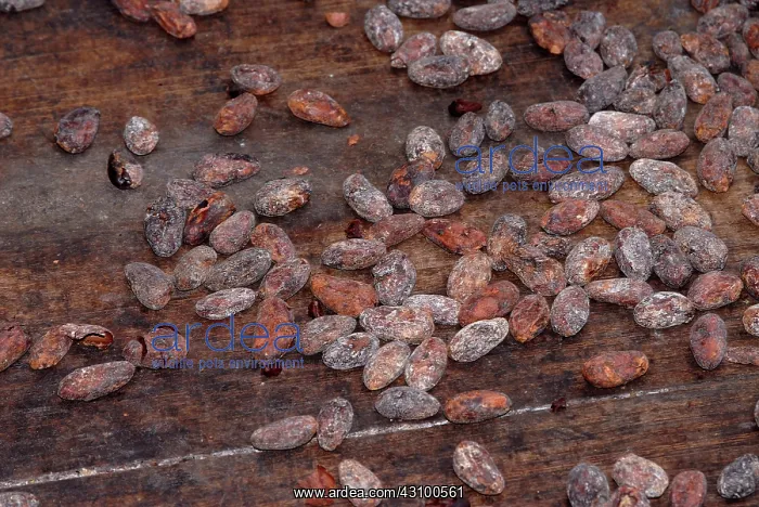  : Drying Cacao Beans