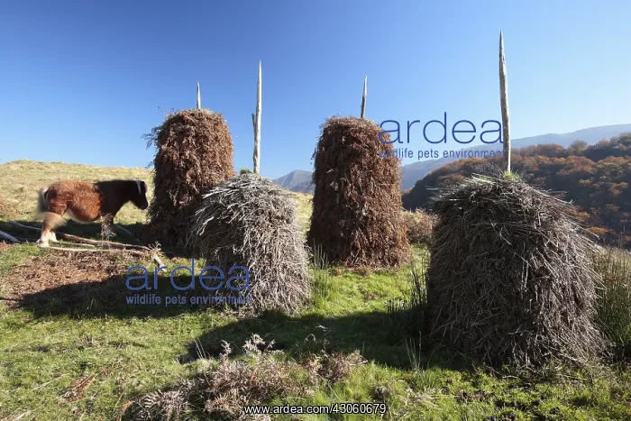: Drying ferns Valley Baztan Pyrenenes Navarra Spain : Drying ferns Valley Baztan Pyrenenes Navarra Spain