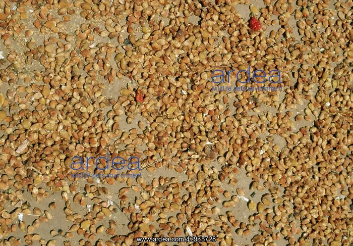 : Drying flowers of Mahua / Honey Tree / Madhuka : Drying flowers of Mahua / Honey Tree / Madhuka