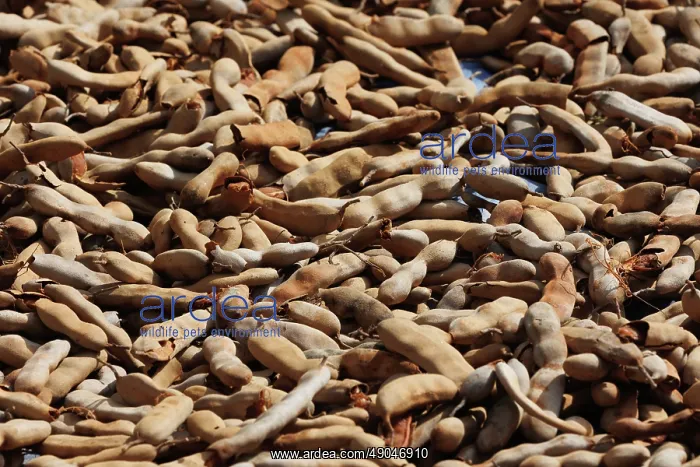 : Drying Fruits of the tamarind tree (Tamarindus indica) : Drying Fruits of the tamarind tree (Tamarindus indica)