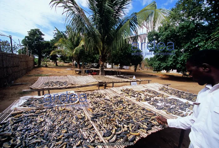 : Drying Shark Fins and Sea Cucumbers : Drying Shark Fins and Sea Cucumbers