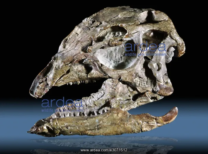 : Dryosaurus fossil : Dryosaurus fossil