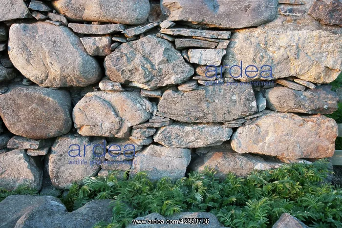  : Drystone Wall - of abandoned croft