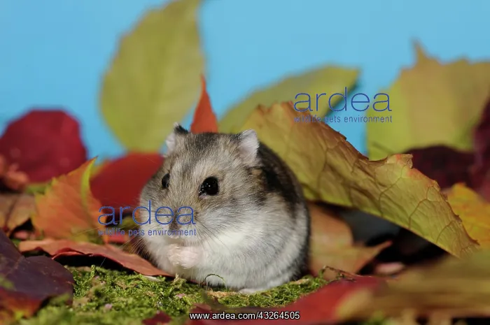: Dsungarian dwarf hamster, agouti, sitting on moss : Dsungarian dwarf hamster, agouti, sitting on moss