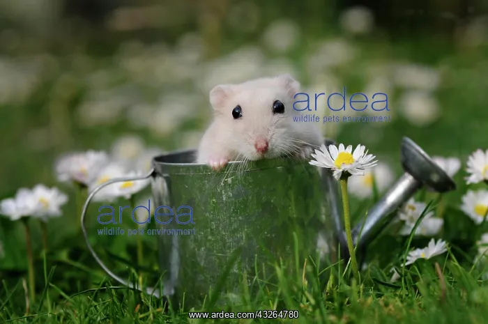 : Dsungarian dwarf hamster (Phodopus sungorus), cream : Dsungarian dwarf hamster (Phodopus sungorus), cream