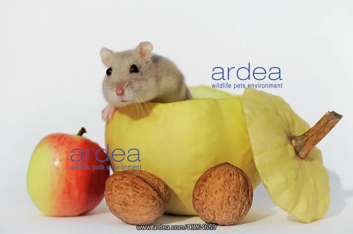  : Dsungarian dwarf hamster, sapphire, looking from