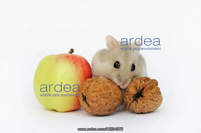 : Dsungarian dwarf hamster, sapphire, sits between : Dsungarian dwarf hamster, sapphire, sits between