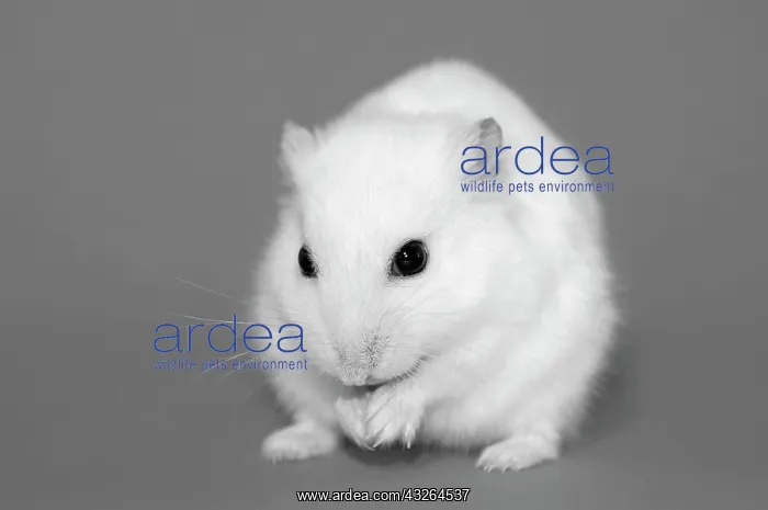 : Dsungarian dwarf hamster, white, cleaning, Austria : Dsungarian dwarf hamster, white, cleaning, Austria