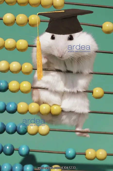 : Dsungarian dwarf hamster, white, climbs on slide : Dsungarian dwarf hamster, white, climbs on slide