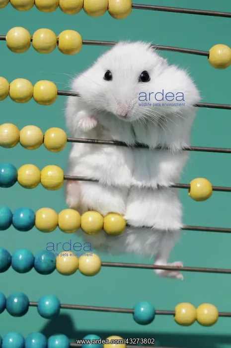: Dsungarian dwarf hamster, white, climbs on slide : Dsungarian dwarf hamster, white, climbs on slide