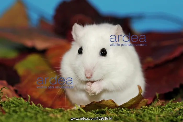 : Dsungarian dwarf hamster, white, sits on moss in : Dsungarian dwarf hamster, white, sits on moss in