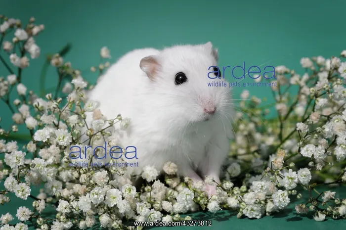 : Dsungarian dwarf hamster, white, sits in veil herb : Dsungarian dwarf hamster, white, sits in veil herb