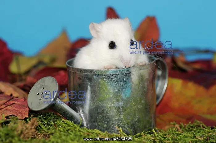 : Dsungarian dwarf hamster, white, sitting in a small : Dsungarian dwarf hamster, white, sitting in a small