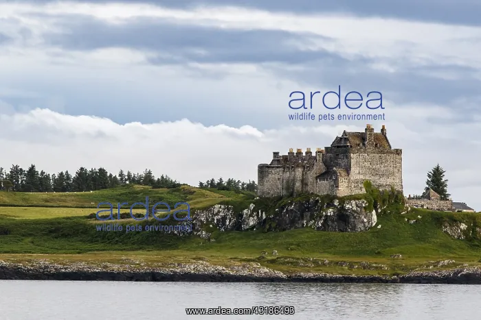 : Duart Castle - Isle of Mull, Scotland, United Kingdom : Duart Castle - Isle of Mull, Scotland, United Kingdom
