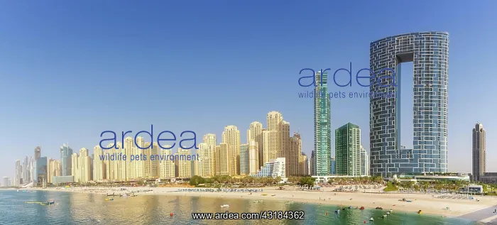 : Dubai Jumeirah Beach JBR Beach Sea Marina Skyline : Dubai Jumeirah Beach JBR Beach Sea Marina Skyline