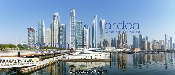 : Dubai Marina and Harbour Skyline Architecture Vacation : Dubai Marina and Harbour Skyline Architecture Vacation